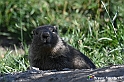 VBS_1 -  Plateau du Mont-Cenise, Grand Croix, Marmotte_-_0073 mt